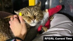 Кот Жовтень