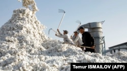 Узбекистан — один из крупнейших мировых производителей хлопка. Хлопок выступает важным элементом узбекской экономики 