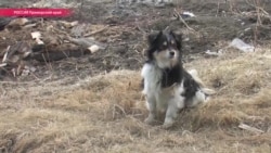 "За каждым гектаром – боль человеческая". Как из-за ошибки жилые поселки отдали под "Дальневосточный гектар"