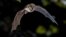 ILLUSTRATION -- Flying bat hunting in forest. The Greater horseshoe bat (Rhinolophus ferrumequinum) occurs in Europe, Northern Africa, Central Asia and Eastern Asia. It is the largest of the horseshoe bats in Europe