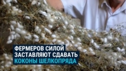 В Узбекистане фермеров принуждают сдавать государству коконы тутового шелкопряда 