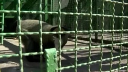 Зоопарк в 20 км от фронта: сотни зверей могут не пережить наступления России на Покровск